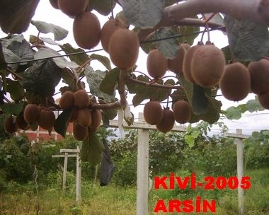 Gardensel arşivinden temsili görsel