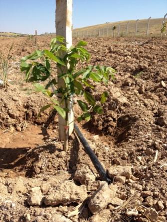 Gardensel arşivinden temsili görsel