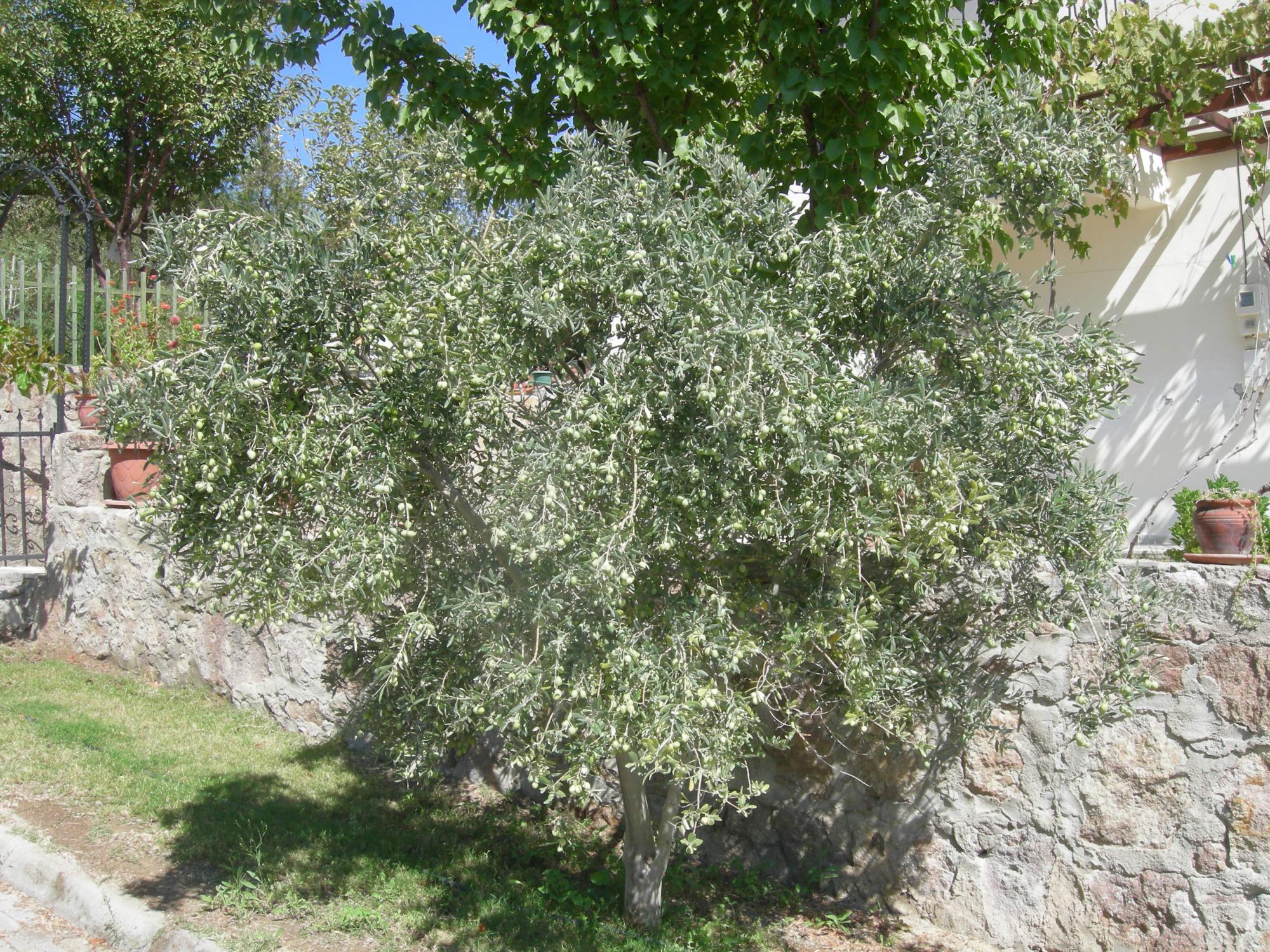 Haber görseli