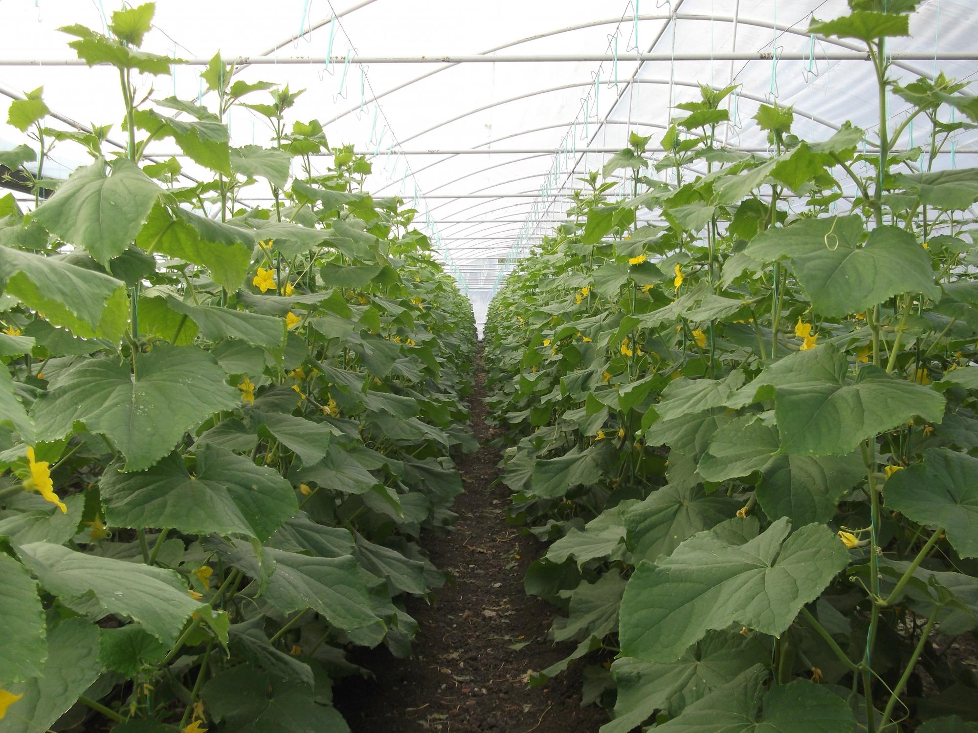Haber görseli
