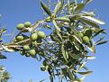 Click image for larger version

Name:	2012 Zeytin Dal�.jpg
Views:	6
Size:	257.9 KB (Kilobyte)
ID:	77253