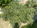 Click image for larger version

Name:	2012 Zeytin A�a�da (g).jpg
Views:	4
Size:	728.6 KB (Kilobyte)
ID:	77288