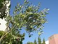 Click image for larger version

Name:	2012 Zeytin dal� (g).jpg
Views:	5
Size:	369.8 KB (Kilobyte)
ID:	77289