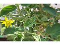 Click image for larger version

Name:	Tuta 2.jpg
Views:	19
Size:	74.8 KB (Kilobyte)
ID:	77429