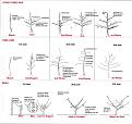 Click image for larger version

Name:	pruning-walnut-trees.jpg
Views:	23
Size:	239.9 KB (Kilobyte)
ID:	77558