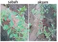 Click image for larger version

Name:	bahce-01.jpg
Views:	20
Size:	535.8 KB (Kilobyte)
ID:	77596