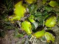 Click image for larger version

Name:	IMG-20130402-00228.jpg
Views:	7
Size:	361.0 KB (Kilobyte)
ID:	77779