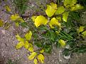 Click image for larger version

Name:	IMG-20130402-00229.jpg
Views:	4
Size:	448.8 KB (Kilobyte)
ID:	77780