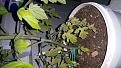 Click image for larger version

Name:	20160512_224924.jpg
Views:	2
Size:	318.5 KB (Kilobyte)
ID:	77975