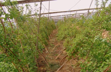 Gardensel arşivinden temsili görsel