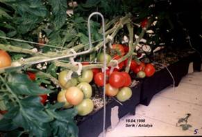 Haber görseli